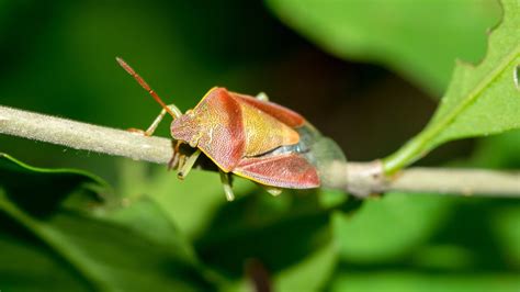 Plant Bugs Identification – Self Gardener