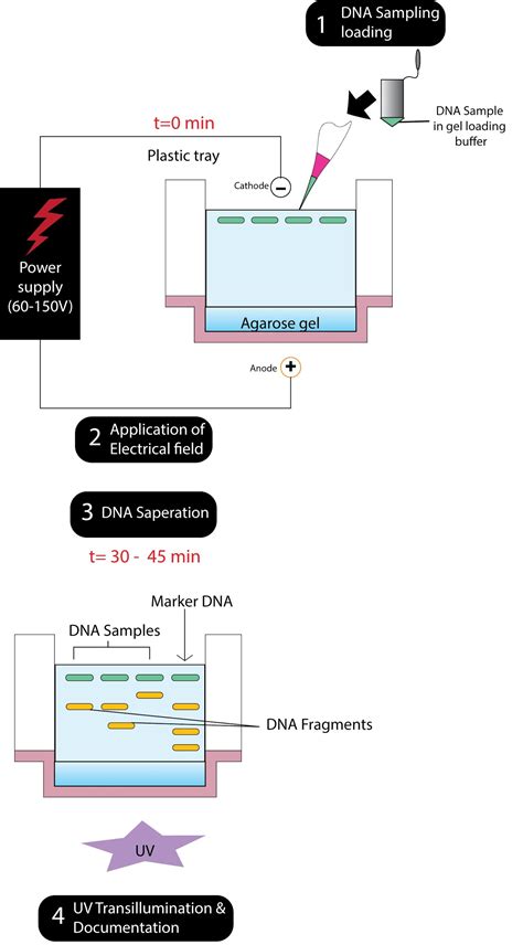 What is gel electrophoresis? Explain how DNA fragments are separated ...