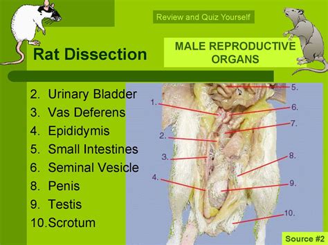 [DIAGRAM] Female Rat Reproductive System Diagram - MYDIAGRAM.ONLINE