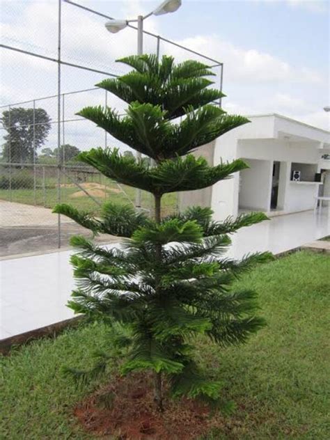 Araucaria columnaris New Caledonia Pine - Neth Green