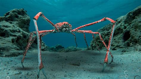 JAPANESE SPIDER CRAB - Deadliest Crustacean in the Sea - YouTube