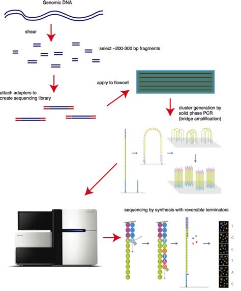 Sequencing-by-Synthesis: Explaining the Illumina Sequencing Technology ...