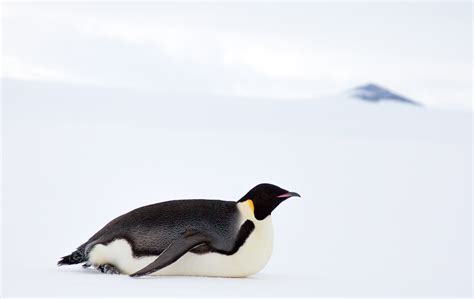 Antarctic Photo Library - Photo Details - emperor-penguin-stomach.jpg