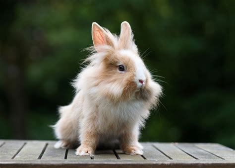 Lionhead Rabbit | Info and Care Advice | zooplus Magazine