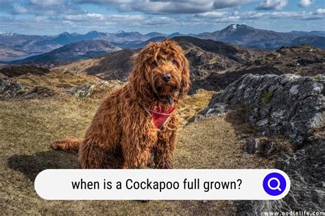 At What Age Is A Cockapoo Fully Grown