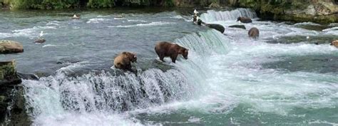 Brooks Falls | Alaska Bear Adventures