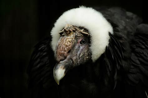 Condors: New World Vultures | Wild View