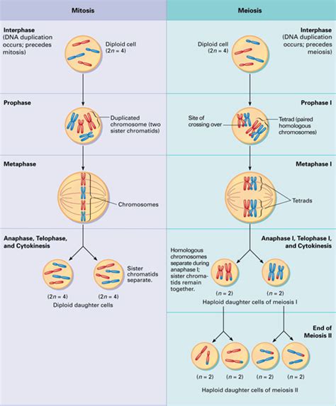 Cellular Biology | Cell Division | Tech Hydra