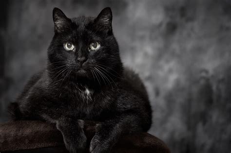 The Best Black Cat Breeds You’ll Wish to Adopt | YupLife