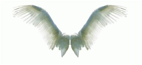 Angel Wings White GIF - AngelWings White Flying - Discover & Share GIFs ...