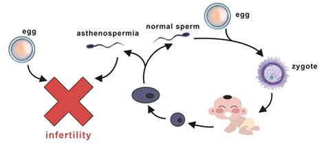 Ayurvedic Treatment for Asthenospermia - Dr Chanchal Sharma