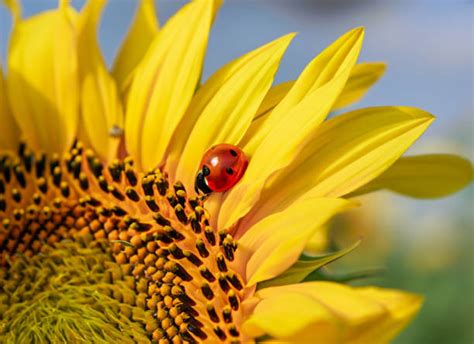 1,000+ Ladybug On Sunflower Stock Photos, Pictures & Royalty-Free ...