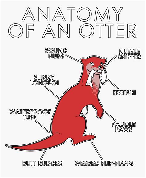 Otter Anatomy, HD Png Download - kindpng