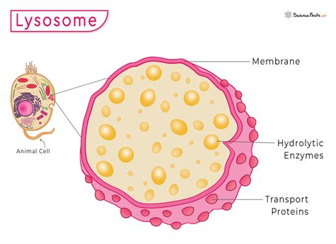 Animal Cell Lysosome