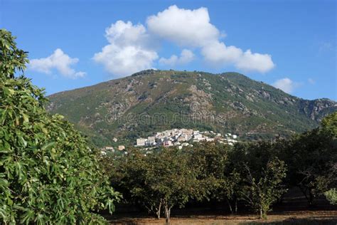 Citrus Fruit Cultivation in Corsica Stock Photo - Image of tourism ...