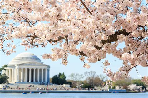 2024 National Cherry Blossom Festival Mobility Guide | Scootaround