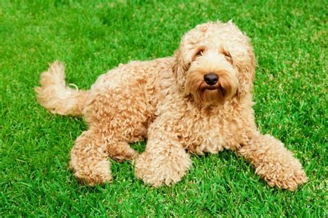 Labradoodle: everything about this Labrador and Poodle Mix - DogsPlanet.com