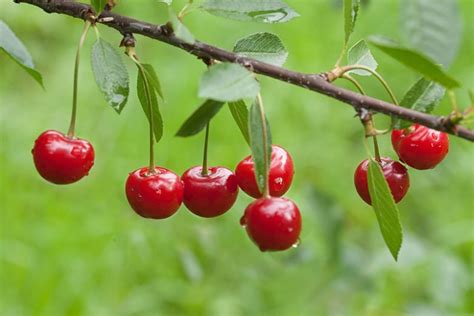 Prunus cerasus 'Montmorency' (Tart Cherry)