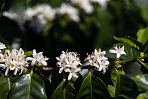 Coffee Flower Tea | Melbourne Coffee Merchants