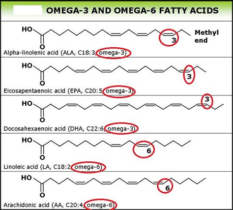 Omega 3 Fatty Acids In Depth Review on Supplements, Benefits & Food