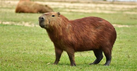 Capybara Location: Where Do Capybaras Live? - A-Z Animals