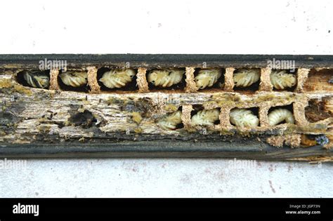 Carpenter bee, larvae nest. Xylocopa violacea. Gallery and cells ...