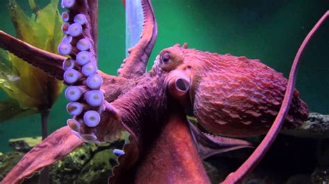 Giant Pacific Octopus Facts, Habitat, Diet, Life Cycle, Baby, Pictures