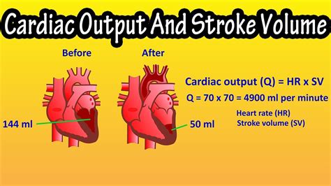 What Is Cardiac Output And Stroke Volume Of The Heart Explained - YouTube