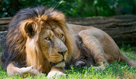 There are some unknown secrets of Asiatic Lions in Gir forest, Gujarat