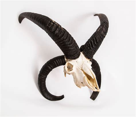 4 Horned Goat Skull