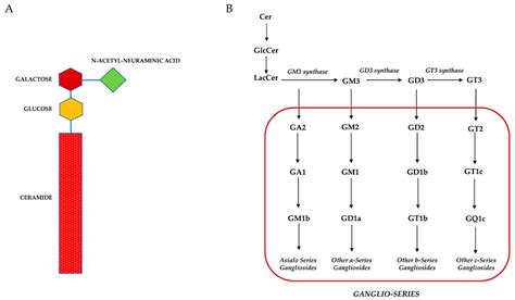 Biomedicines | Free Full-Text | Gangliosides and Their Role in ...