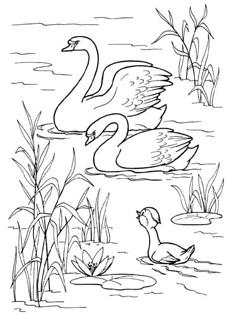 Free Printable Swan Coloring Pages Coloring Pages