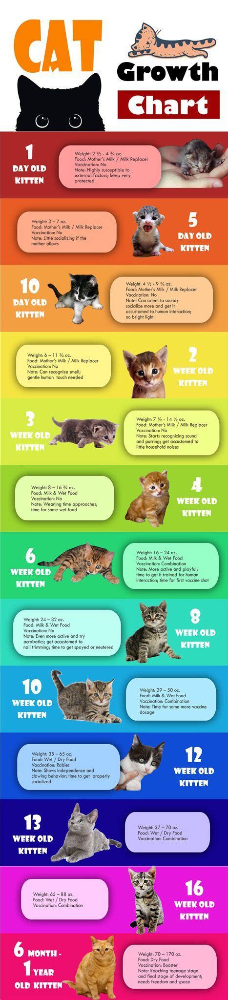 Cat Growth Chart [Infographic] | Cats and kittens, Cat infographic, Kittens