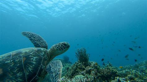 Moalboal Snorkeling-49 - Wanderera