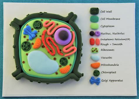 Plant Cell Clay Model Labeled | ubicaciondepersonas.cdmx.gob.mx