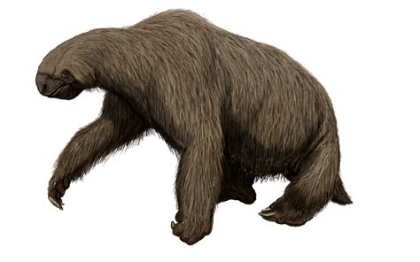 West Virginia State Fossil - Giant Ground Sloth (Megalonyx) - FossilEra.com