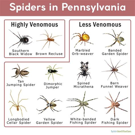 Spiders in Pennsylvania: List with Pictures | House spider, Wolf spider ...