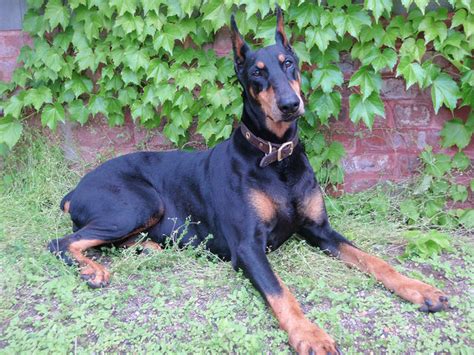 Top 3 Health Concerns For Your Doberman