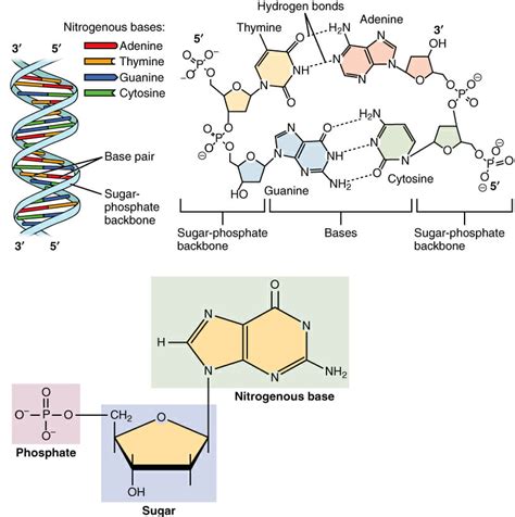 Nucleotide - Definition, Structure (3 Parts), Examples & Function