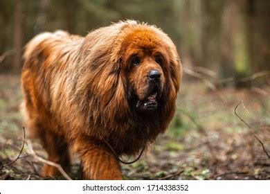 Red Tibetan Mastiff Walk Forest Tibetan Stock Photo 1714338352 ...