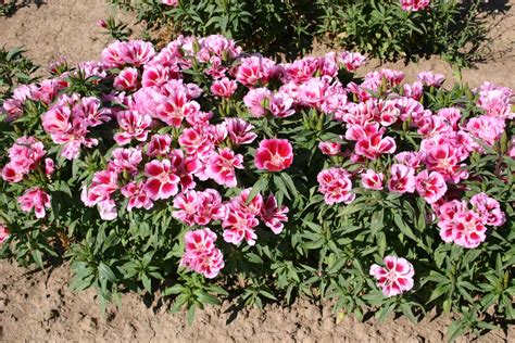 Silver Falls Seed Company - Godetia - Pink to Red