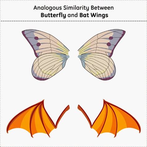 Blondieblog: Analogy/Homology Assignment