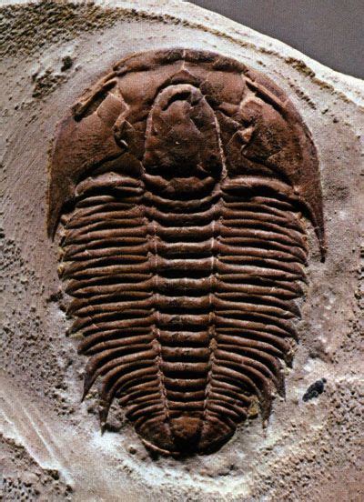 Trilobites, Articles on fossils, MineralTown.com | Trilobite fossil ...