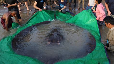 A Giant Stingray May Be the World’s Largest Freshwater Fish - The New ...