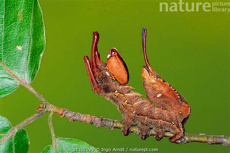 Stock photo of Cryptic Lobster moth caterpillar mimics ant {Stauropus ...