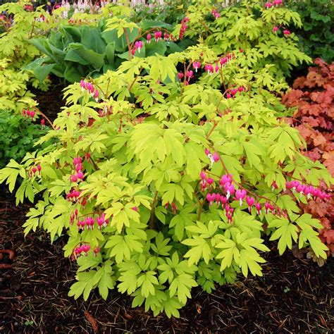 Dicentra spectabilis ‘Gold Heart’ | Kiefer Nursery: Trees, Shrubs ...