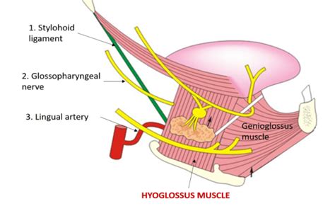 Submandibular region - Extent - Contents - AnatomyQA