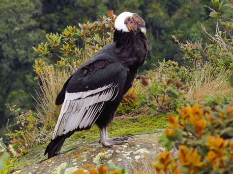 Andean Condor - eBird