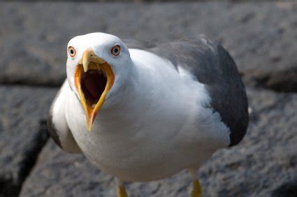 angry seagull Blank Template - Imgflip