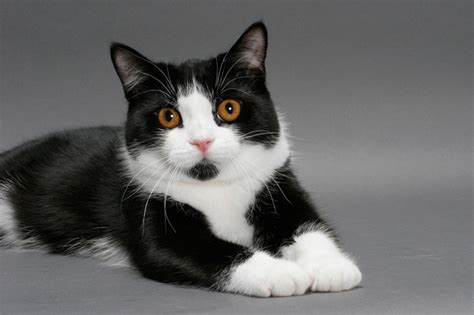 Manx Cat Breed Information - Cat Breeds at ThePetOwners